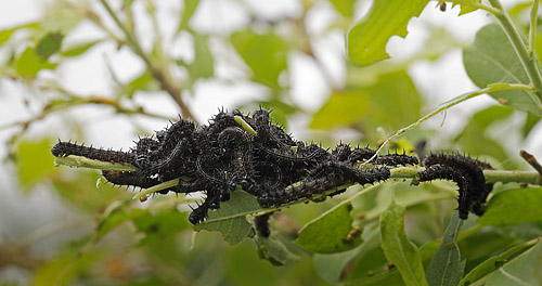 Østlig Takvinge, Nymphalis xanthomelas larver. Blekinge d. 20 juni 2015. Fotograf; Lars Andersen