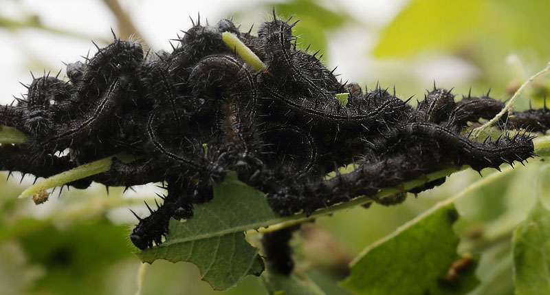 stlig Takvinge, Nymphalis xanthomelas larver. Blekinge d. 20 juni 2015. Fotograf; Lars Andersen