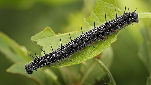 stlig Takvinge, Nymphalis xanthomelas larver. Blekinge d. 20 juni 2015. Fotograf; Lars Andersen