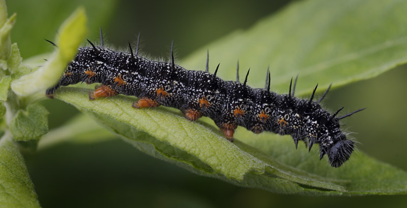 stlig Takvinge, Nymphalis xanthomelas larver. Blekinge d. 20 juni 2015. Fotograf; Lars Andersen