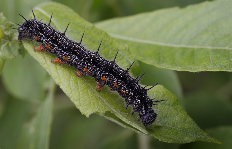 stlig Takvinge, Nymphalis xanthomelas larver. Blekinge d. 20 juni 2015. Fotograf; Lars Andersen