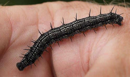 Østlig Takvinge, Nymphalis xanthomelas larver. Blekinge d. 20 juni 2015. Fotograf; Lars Andersen
