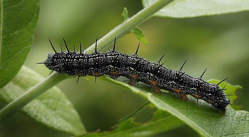 Østlig Takvinge, Nymphalis xanthomelas larver. Blekinge d. 20 juni 2015. Fotograf; Lars Andersen