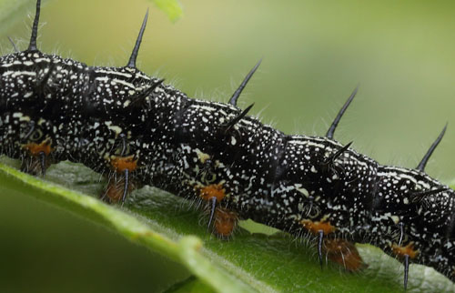 stlig Takvinge, Nymphalis xanthomelas larver. Blekinge d. 20 juni 2015. Fotograf; Lars Andersen