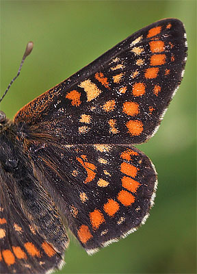 Askepletvinge,Euphydryas maturna. Spngabcken, Munkhyttan, Sverige d. 26 juni 2015. Fotograf;  Lars Andersen