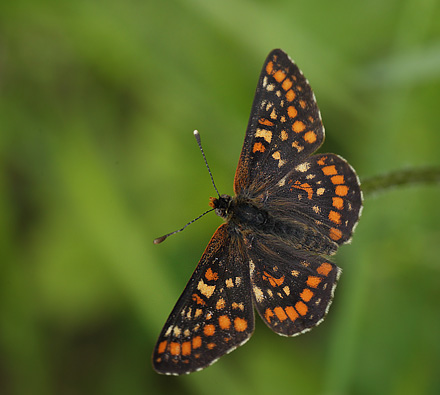 Askepletvinge,Euphydryas maturna han. Spngabcken, Munkhyttan, Sverige d. 26 juni 2015. Fotograf;  Lars Andersen