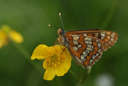 Askepletvinge,Euphydryas maturna. Spångabäcken, Munkhyttan, Sverige d. 26 juni 2015. Fotograf; Lars Andersen