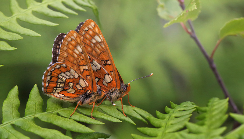 Askepletvinge,Euphydryas maturna. Spngabcken, Munkhyttan, Sverige d. 26 juni 2015. Fotograf;  Lars Andersen