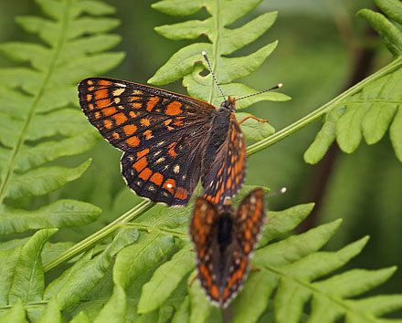 Askepletvinge,Euphydryas maturna. Spngabcken, Munkhyttan, Sverige d. 26 juni 2015. Fotograf;  Lars Andersen