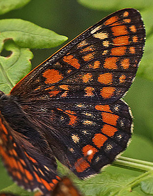 Askepletvinge,Euphydryas maturna. Spngabcken, Munkhyttan, Sverige d. 26 juni 2015. Fotograf;  Lars Andersen