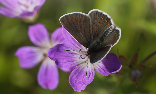 Sortbrun Blfugl, Aricia artaxerxes ssp.: lyngensis han. Fagersta, Vstmanland, Sverige d. 27 juni 2015. Fotograf:; Lars Andersen