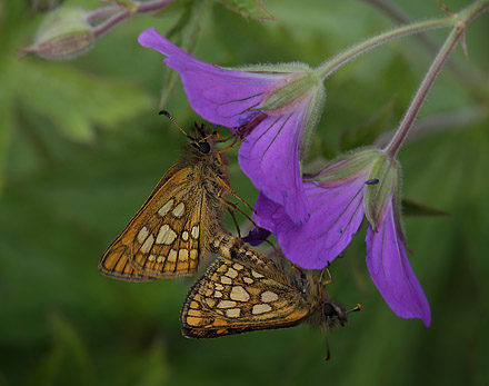 Gulplettet Bredpande, Carterocephalus palaemon. Pinkomossen, Ljusnarberg, Vstmanland, Sverige d. 27 juni 2015. Fotograf; Lars Andersen