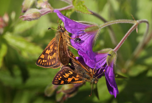 Gulplettet Bredpande, Carterocephalus palaemon. Pinkomossen, Ljusnarberg, Vstmanland, Sverige d. 27 juni 2015. Fotograf; Lars Andersen