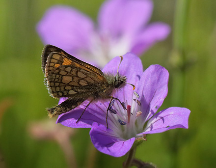 Gulplettet Bredpande, Carterocephalus palaemon. Pinkomossen, Ljusnarberg, Vstmanland, Sverige d. 27 juni 2015. Fotograf; Lars Andersen