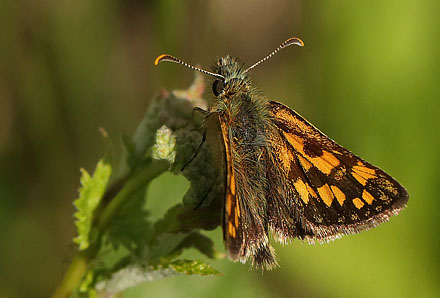 Gulplettet Bredpande, Carterocephalus palaemon. Pinkomossen, Ljusnarberg, Vstmanland, Sverige d. 27 juni 2015. Fotograf; Lars Andersen