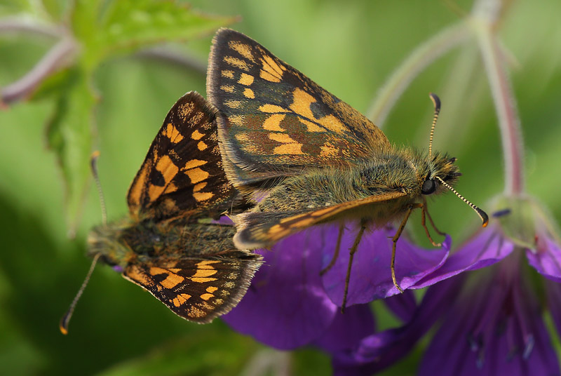 Gulplettet Bredpande, Carterocephalus palaemon. Pinkomossen, Ljusnarberg, Vstmanland, Sverige d. 27 juni 2015. Fotograf; Lars Andersen