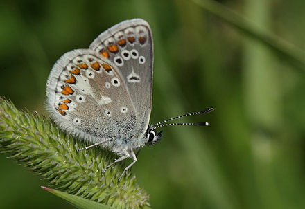 Sortbrun Blfugl, Aricia artaxerxes ssp.: lyngensis han . Fagersta, Vstmanland, Sverige d. 30 juni 2015. Fotograf:; Lars Andersen