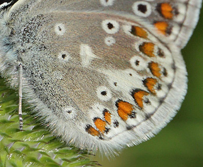 Sortbrun Blfugl, Aricia artaxerxes ssp.: lyngensis . Fagersta, Vstmanland, Sverige d. 30 juni 2015. Fotograf:; Lars Andersen