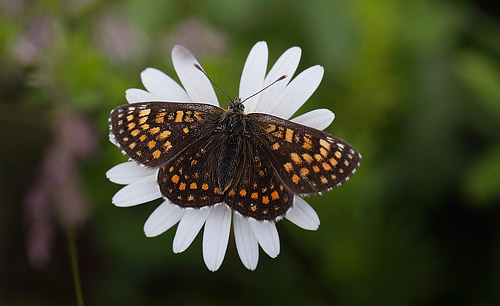 Mørk Pletvinge, Melitaea diamina hun. Fagersta, Västmanland, Sverige d. 30 juni 2015. Fotograf:; Lars Andersen