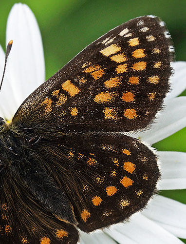 Ærenprispletvinge, Melitaea britomartis hun. Fagersta, Västmanland, Sverige d. 30 juni 2015. Fotograf:; Lars Andersen