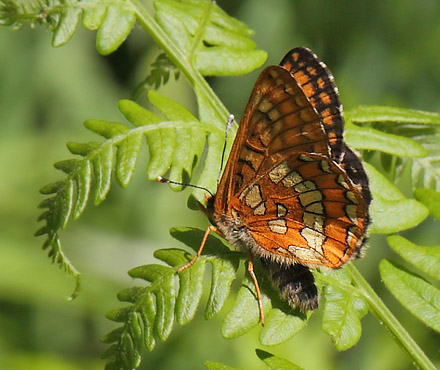 Askepletvinge,Euphydryas maturna. Spngabcken, Munkhyttan, Sverige d. 1 juli 2015. Fotograf;  Lars Andersen