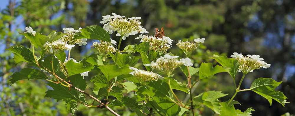 Askepletvinge,Euphydryas maturna siddende p Kvalkved. Spngabcken, Munkhyttan, Sverige d. 1 juli 2015. Fotograf;  Lars Andersen