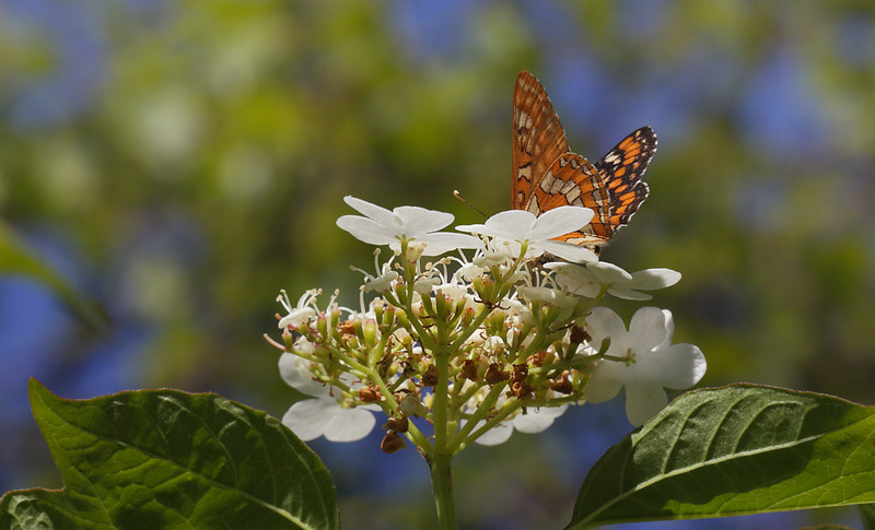 Askepletvinge,Euphydryas maturna siddende p Kvalkved. Spngabcken, Munkhyttan, Sverige d. 1 juli 2015. Fotograf;  Lars Andersen