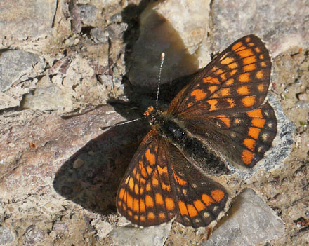 Askepletvinge,Euphydryas maturna hun. Spngabcken, Munkhyttan, Sverige d. 1 juli 2015. Fotograf;  Lars Andersen