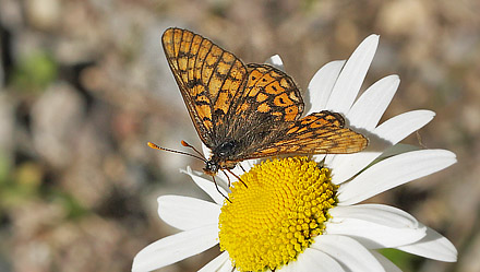 Hedepletvinge, Euphrydryas aurinia. Munkhyttan, rebro Ln, Sverige d. 1 juli 2015. Fotograf; Lars Andersn