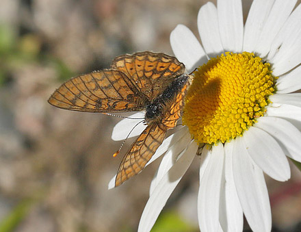 Hedepletvinge, Euphrydryas aurinia. Munkhyttan, rebro Ln, Sverige d. 1 juli 2015. Fotograf; Lars Andersn