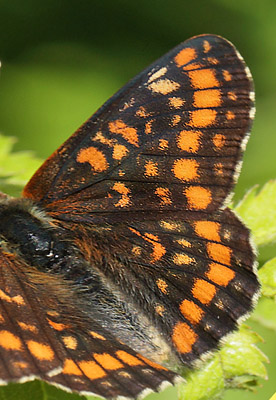 Askepletvinge,Euphydryas maturna. Spngabcken, Munkhyttan, Sverige d. 1 juli 2015. Fotograf;  Lars Andersen