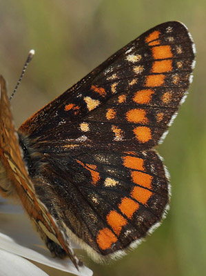 Askepletvinge,Euphydryas maturna. Spngabcken, Munkhyttan, Sverige d. 1 juli 2015. Fotograf;  Lars Andersen