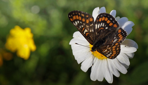 Askepletvinge,Euphydryas maturna. Spngabcken, Munkhyttan, Sverige d. 1 juli 2015. Fotograf;  Lars Andersen