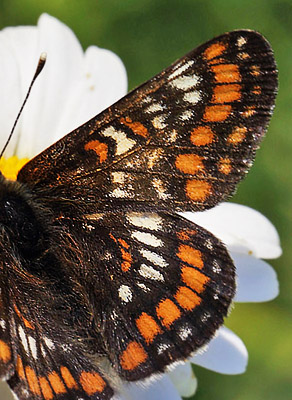 Askepletvinge,Euphydryas maturna. Spngabcken, Munkhyttan, Sverige d. 1 juli 2015. Fotograf;  Lars Andersen