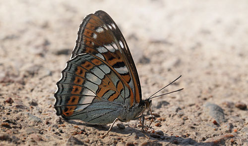 Poppelsommerfugl, Limenitis populi, han. Bäckebo, Småland, Sverige. d. 4 juli 2015. Fotograf: Lars Andersen