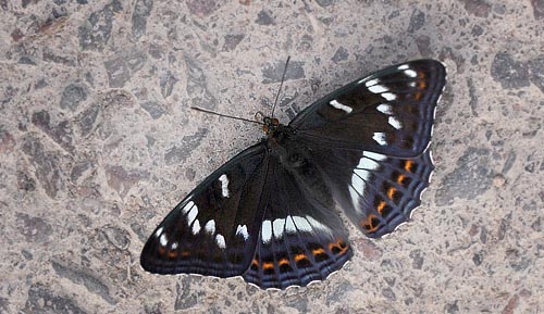 Poppelsommerfugl, Limenitis populi, han. Bäckebo, Småland, Sverige. d. 4 juli 2015. Fotograf: Lars Andersen