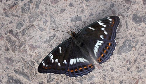 Poppelsommerfugl, Limenitis populi, han.  Bckebo, Smland, Sverige. d. 4 juli 2015. Fotograf:  Lars Andersen