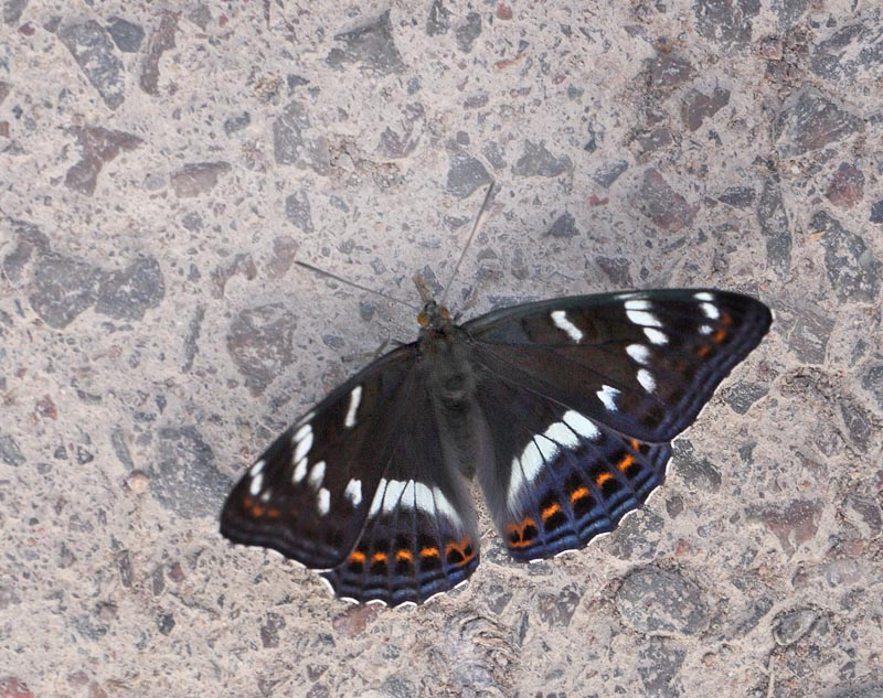 Poppelsommerfugl, Limenitis populi, han. Bäckebo, Småland, Sverige. d. 4 juli 2015. Fotograf: Lars Andersen