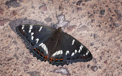 Poppelsommerfugl, Limenitis populi, han. Bäckebo, Småland, Sverige. d. 4 juli 2015. Fotograf: Lars Andersen
