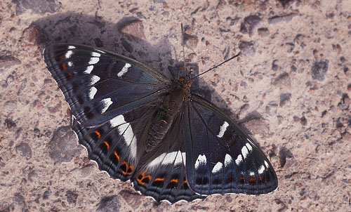 Poppelsommerfugl, Limenitis populi, han. Bäckebo, Småland, Sverige. d. 4 juli 2015. Fotograf: Lars Andersen