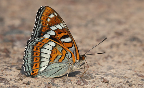 Poppelsommerfugl, Limenitis populi, han. Bäckebo, Småland, Sverige. d. 4 juli 2015. Fotograf: Lars Andersen
