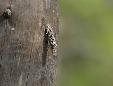 Sortgr Skspinder, Acanthopsyche atra. Smalmossen, Fagersta, Sverige d. 15 juni 2015. Fotograf Lars Andersen