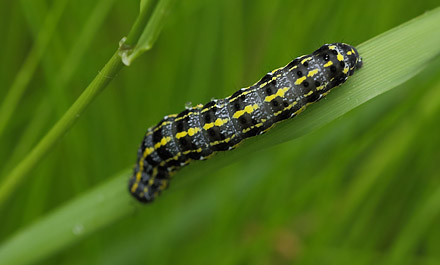 Rødlig Forårsugle, Orthosia miniosa.. Ronneby, Blekinge d. 2 juni 2015. Fotograf; Lars Andersen