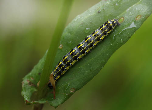 Rødlig Forårsugle, Orthosia miniosa.. Ronneby, Blekinge d. 2 juni 2015. Fotograf; Lars Andersen