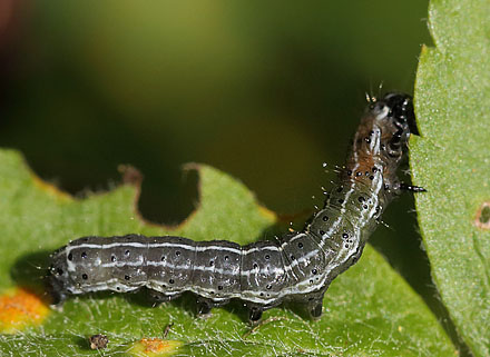 Lille Forårsugle, Orthosia cruda.. Ronneby, Blekinge d. 5 juni 2015. Fotograf; Lars Andersen