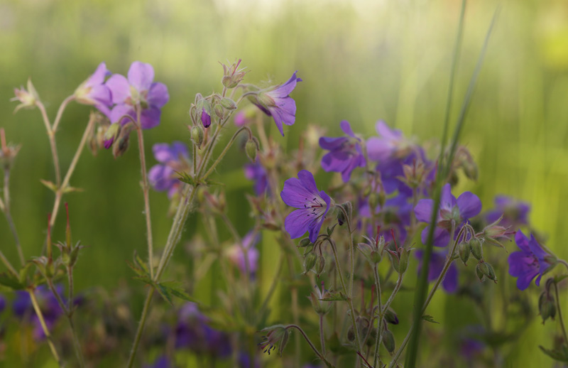 Skov-Storkenb, Geranium sylvaticum. Fagersta, Vstmanland, Sverige d. 11 juni 2015. Fotograf; Lars Andersen