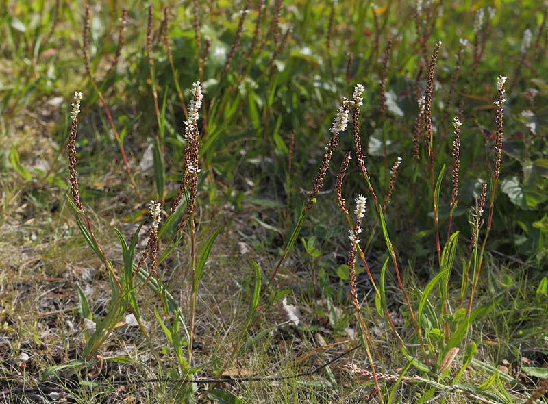 Topspirende Pileurt, Polygonum viviparum. Fagersta, Västmanland, Sverige d. 27 juni 2015. Fotograf; Lars Andersen