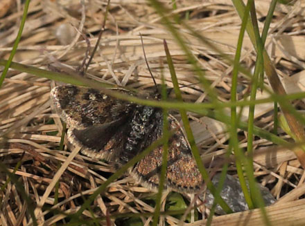 Fjeldhedeml, Metaxmeste phrygialis. Funsdalen, Hrjedalen, Sverige. d. 13 Juni 2015. Fotograf: Lars Andersen