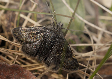 Fjeldhedemøl, Metaxmeste phrygialis. Funäsdalen, Härjedalen, Sverige. d. 13 Juni 2015. Fotograf: Lars Andersen