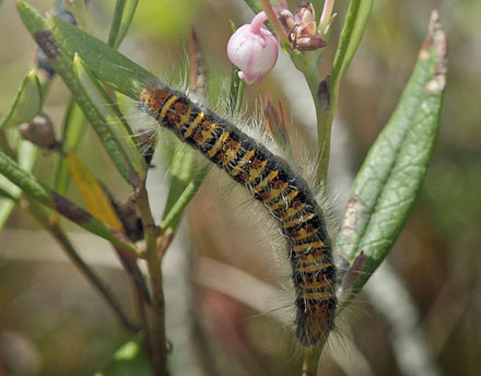 Tjrnespinder, Trichiura crataegi. Smalmossen, Fagersta, Sverige d. 11 juni 2015. Fotograf Lars Andersen